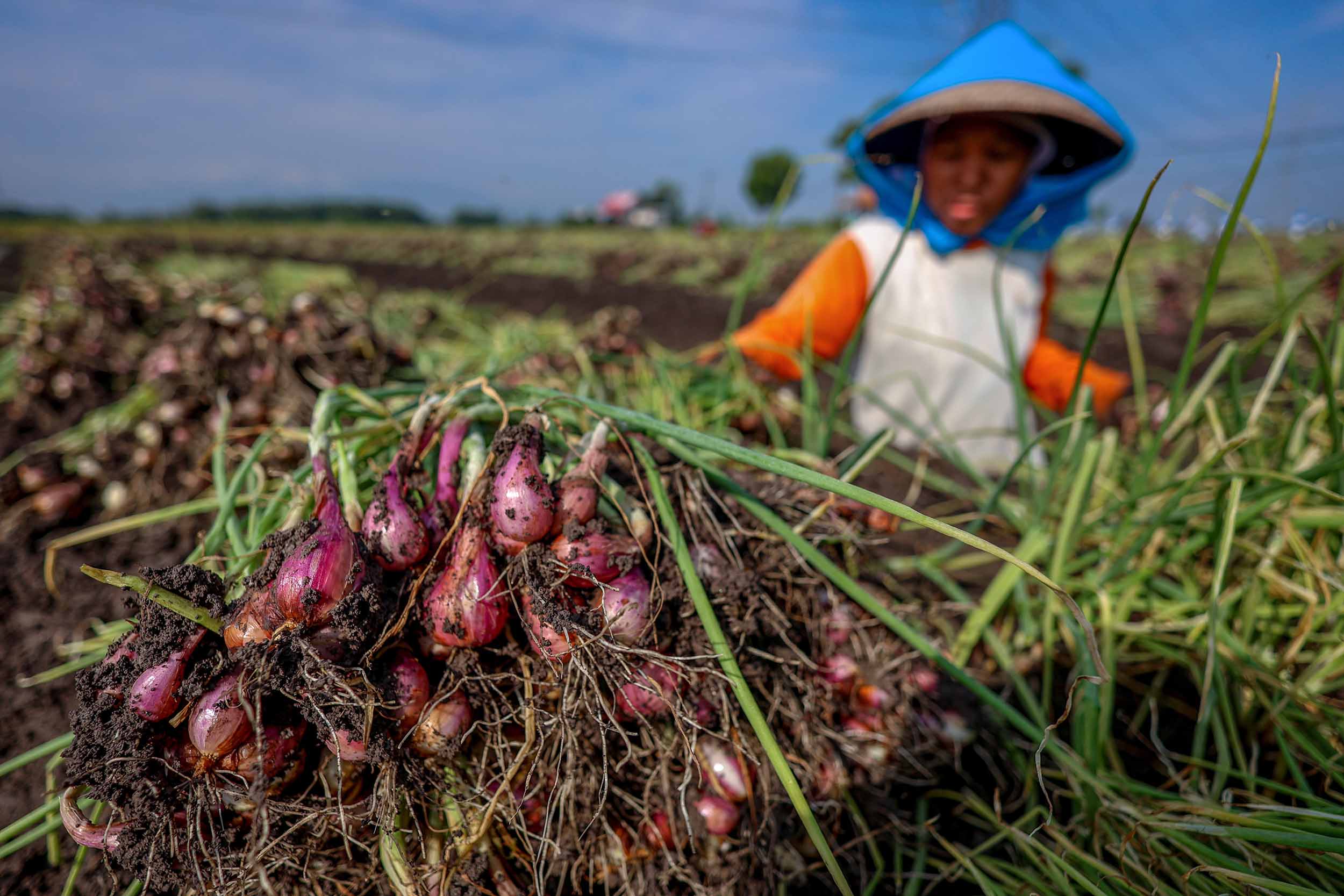 Bagaimana Kerjasama Antar Daerah Mengendalikan Harga Cabai dan Bawang Merah