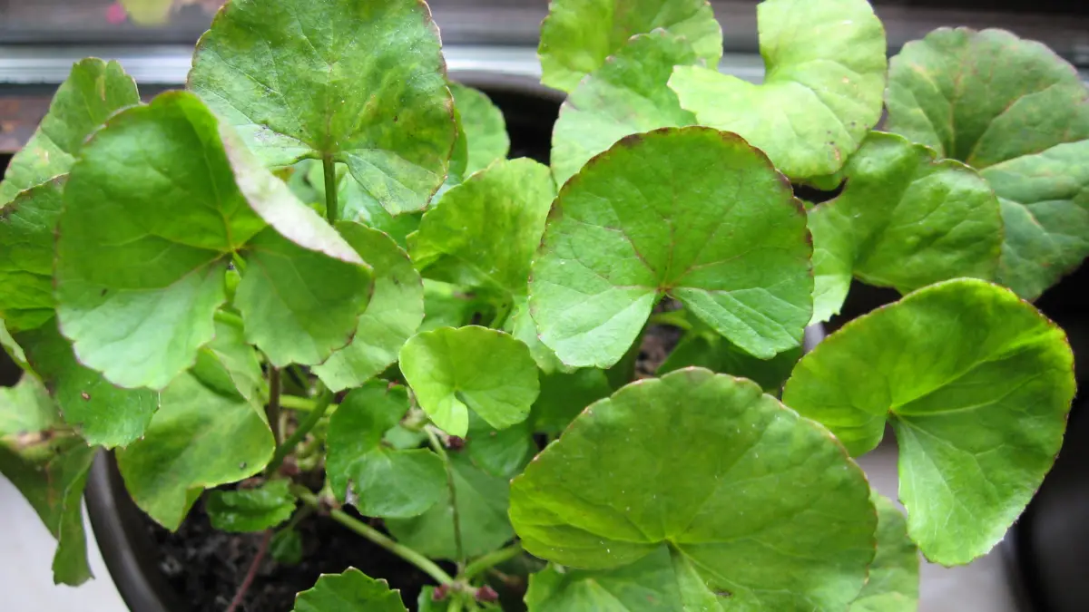 Centella Asiatica dalam Skincare: Cara Kerja, Klaim, dan Cara Membacanya
