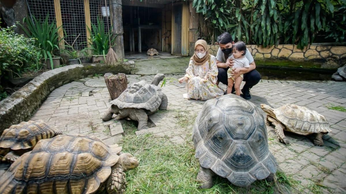 Promo Tiket Taman Hiburan Murah: Jungleland, Gembira Loka, dan Lawang Sewu