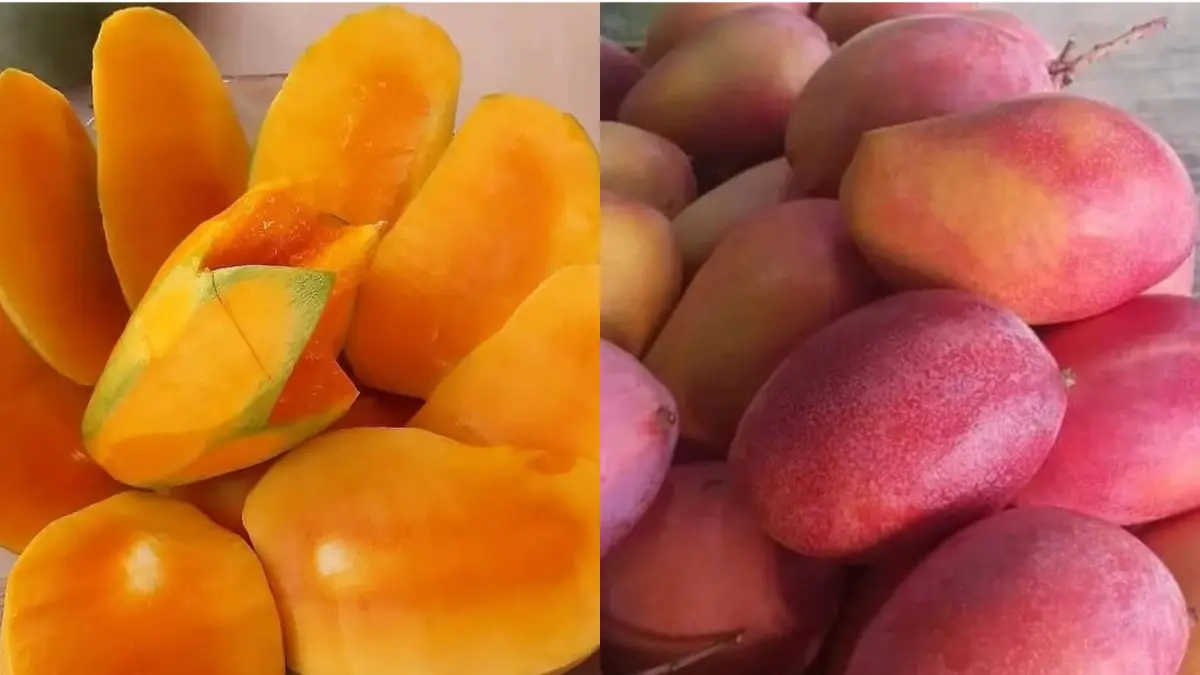 7 Olahan Mangga Segar: Dari Puding Cup hingga Minuman Menyegarkan