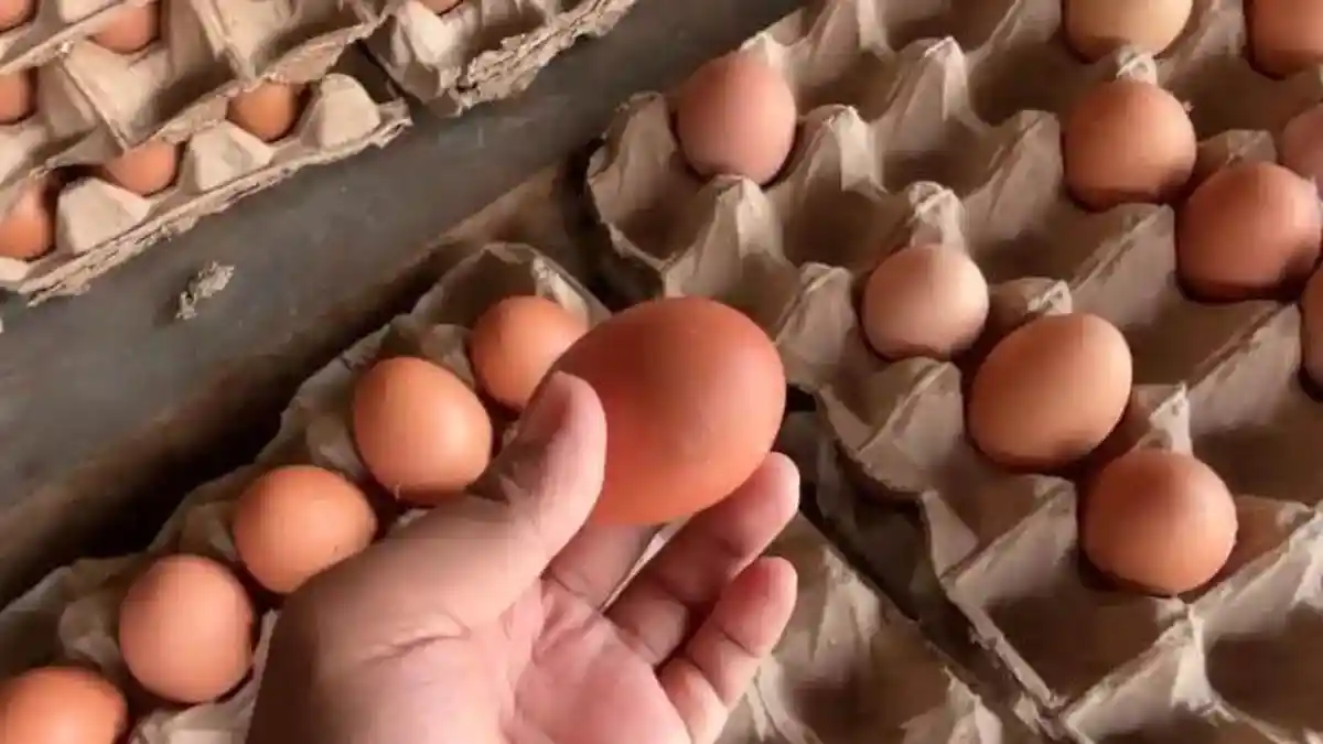 Bahaya Telur Mentah untuk Bayi dan Cara Aman Memberikannya