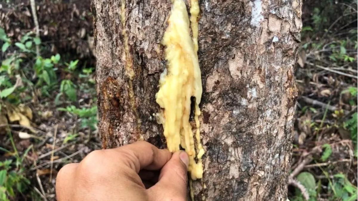 Kemenyan Lokal: Dari Tradisi Menjadi Aromaterapi Premium