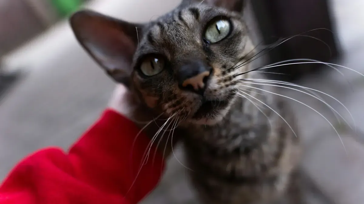 Minyak Kayu Putih, Bulu Kucing, dan Toksoplasma: Mitos yang Perlu Diluruskan