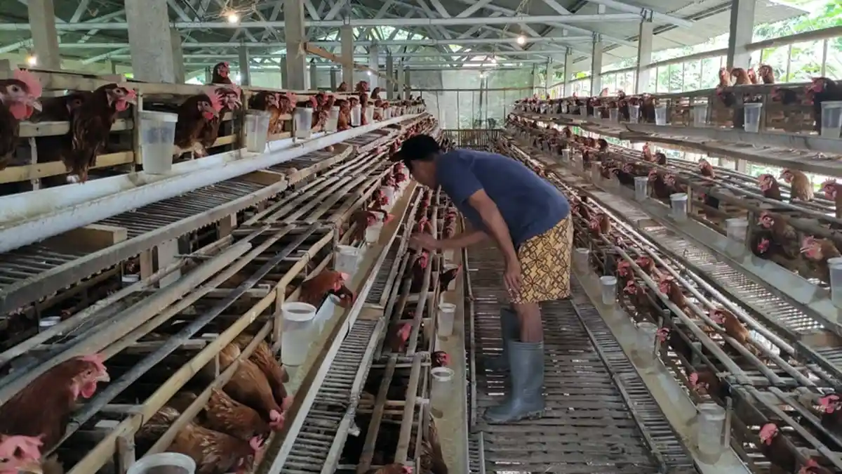 Peternak Telur Lokal Tertekan, SPPG Pilih Harga Murah
