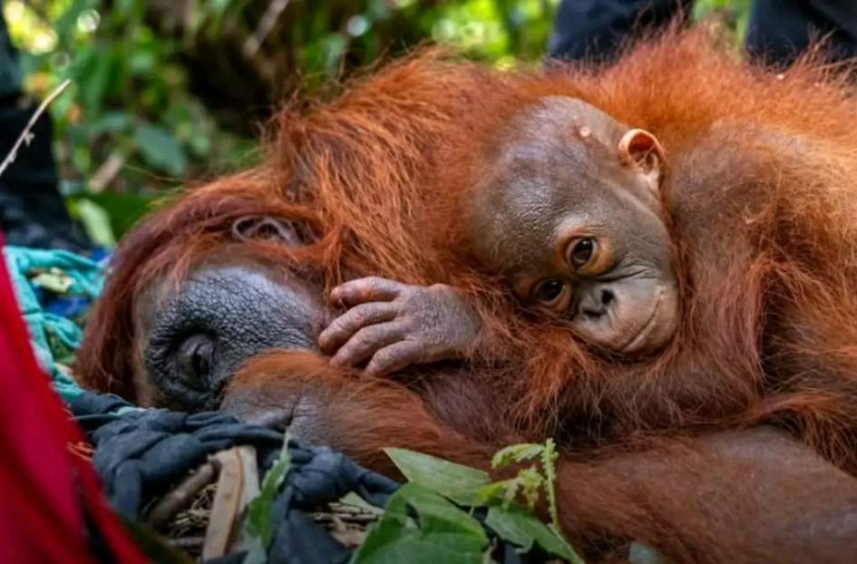 Asap Kebakaran Hutan Tingkatkan Risiko ISPA pada Anak