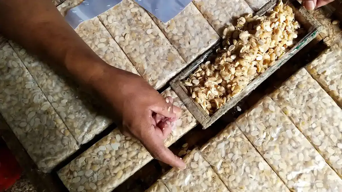 Tempe vs Tahu: Mana Sumber Protein Nabati yang Lebih Unggul?