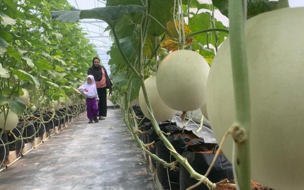 Program Makan Bergizi Gratis Jadi Katalis Ekonomi Petani Lokal