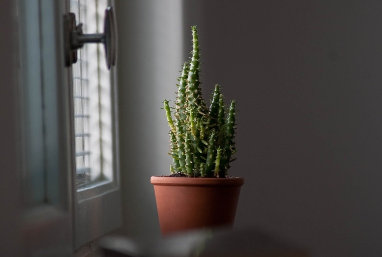7 Tanaman Indoor Minimalis Terbaik untuk Ruang Terbatas