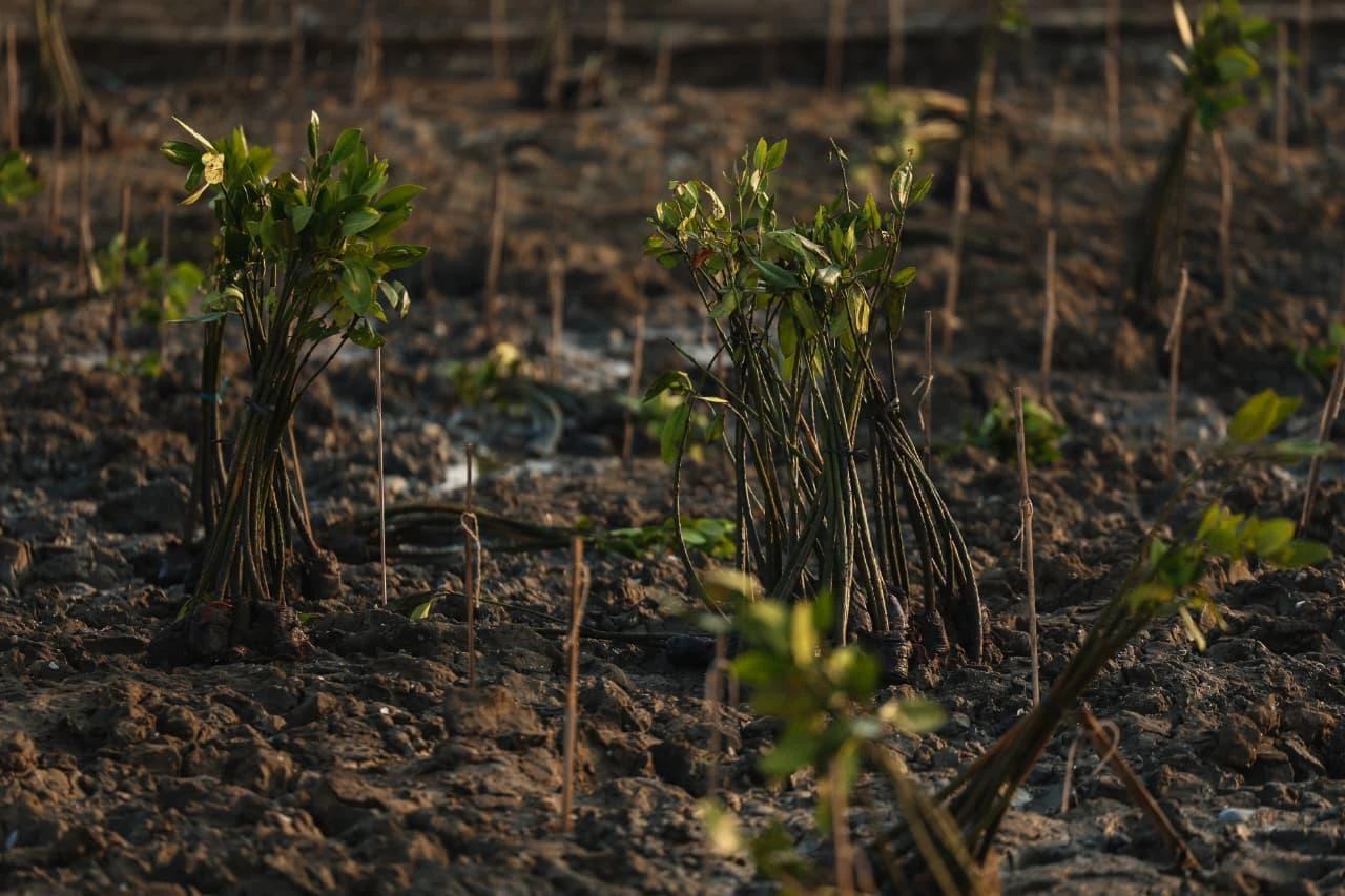 Tanggul Laut dan Mangrove: Strategi Ganda Menahan Rob di Pantura
