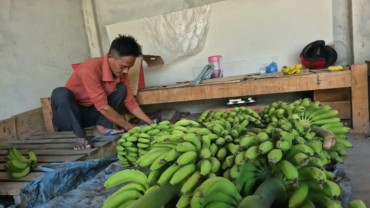 Program Makan Bergizi Gratis Jadi Katalis Ekonomi Petani Lokal