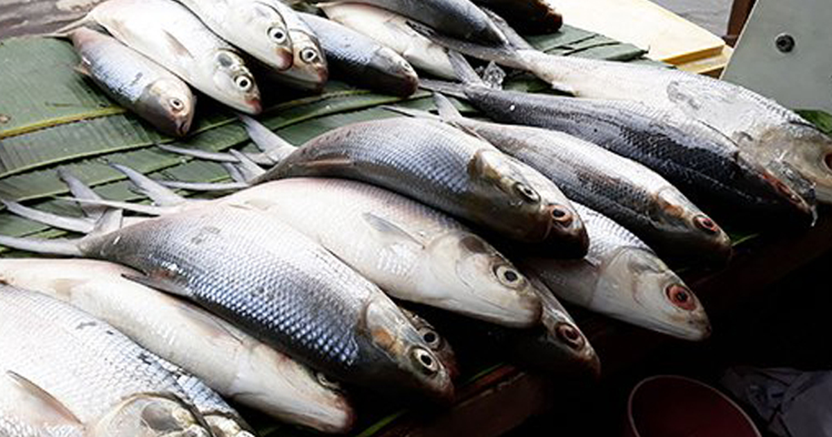 Trik Jitu Memasak Ikan Bandeng Goreng Tanpa Ledakan