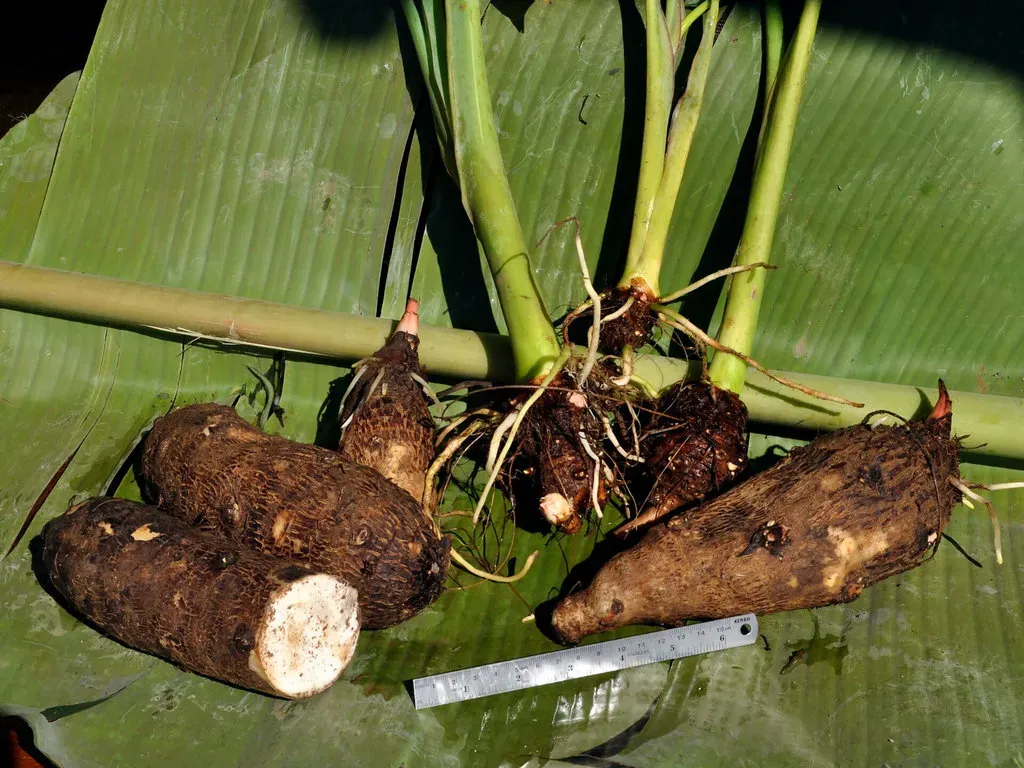 Mengapa Umbi Kimpul Terasa Gatal? Sains dan Cara Mengolahnya