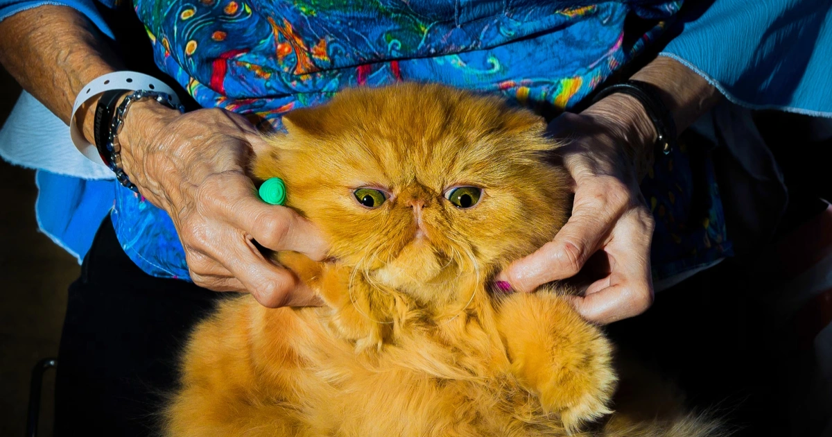 Kucing dan Anjing Turunkan Stres: Sisi Emosional yang Sering Diremehkan