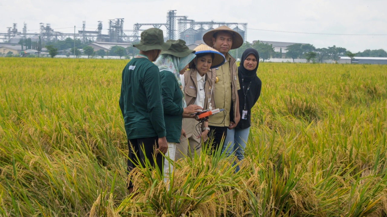 Dari Defisit ke Surplus: Strategi Menuju Swasembada Beras