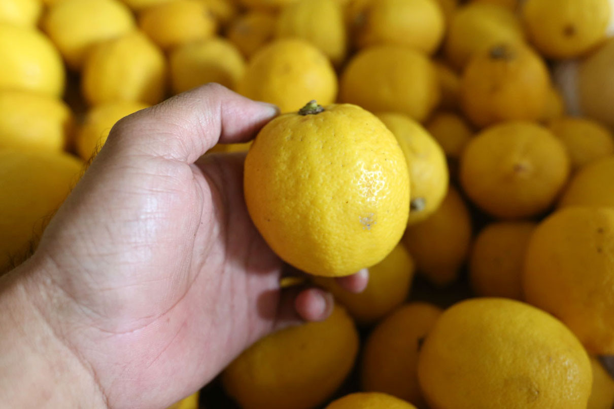 Buah dan Sayuran untuk Kulit Sehat: Strategi Makan dari Dalam