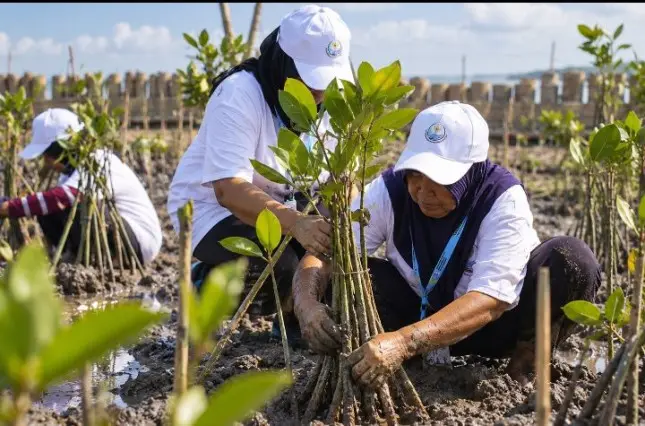 40.000 Mangrove di Demak: Saat Bank dan Laut Satu Pihak