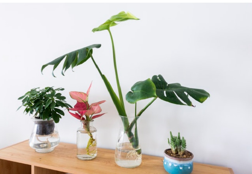 5 Tanaman Minimalis Indoor dengan Daun Unik untuk Ruangan Modern Pemula