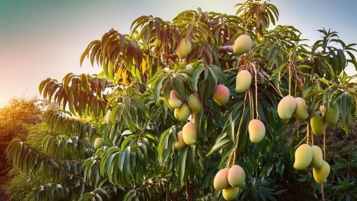 Mangga dan Anggur Setiap Hari: Berapa Porsinya yang Aman?