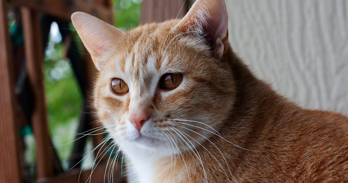 Memahami Bahasa Tubuh Kucing Saat Menungging Dielus