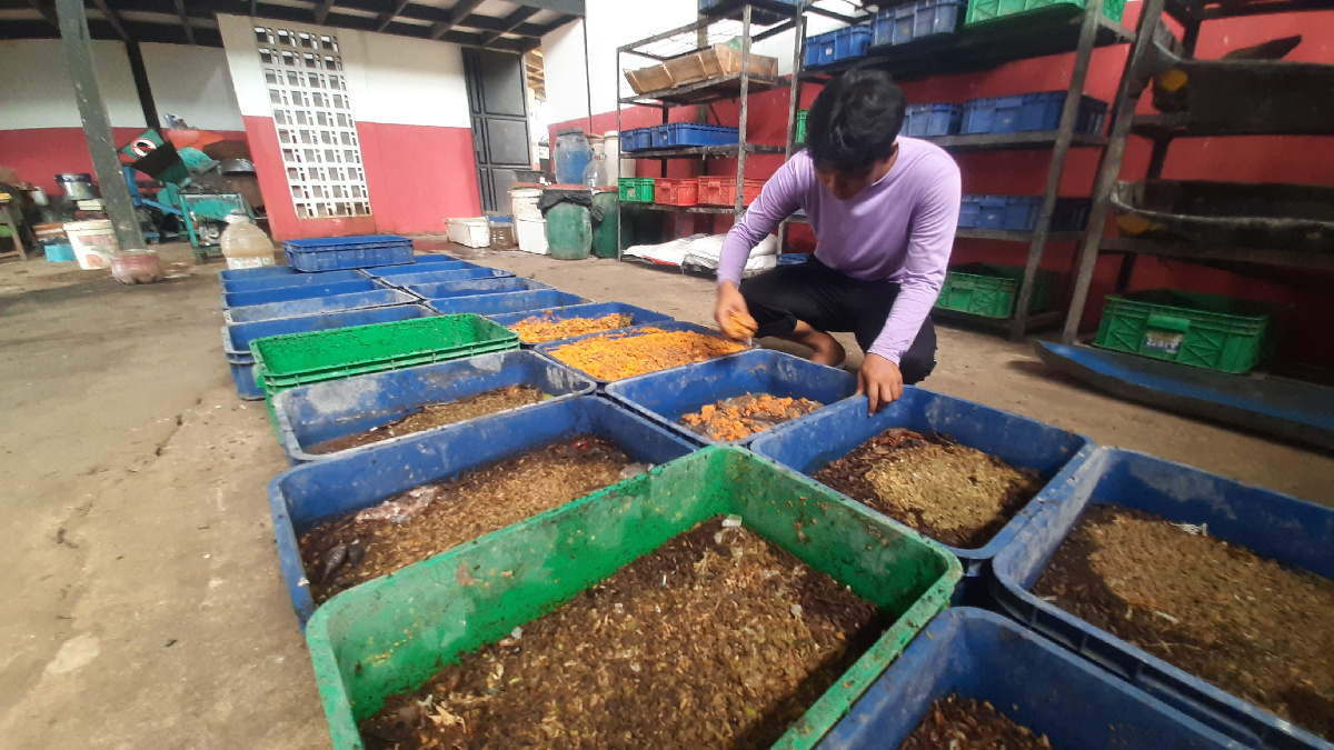Dari TPA Jatibarang ke Pabrik Maggot: Sampah Jadi Penghasilan