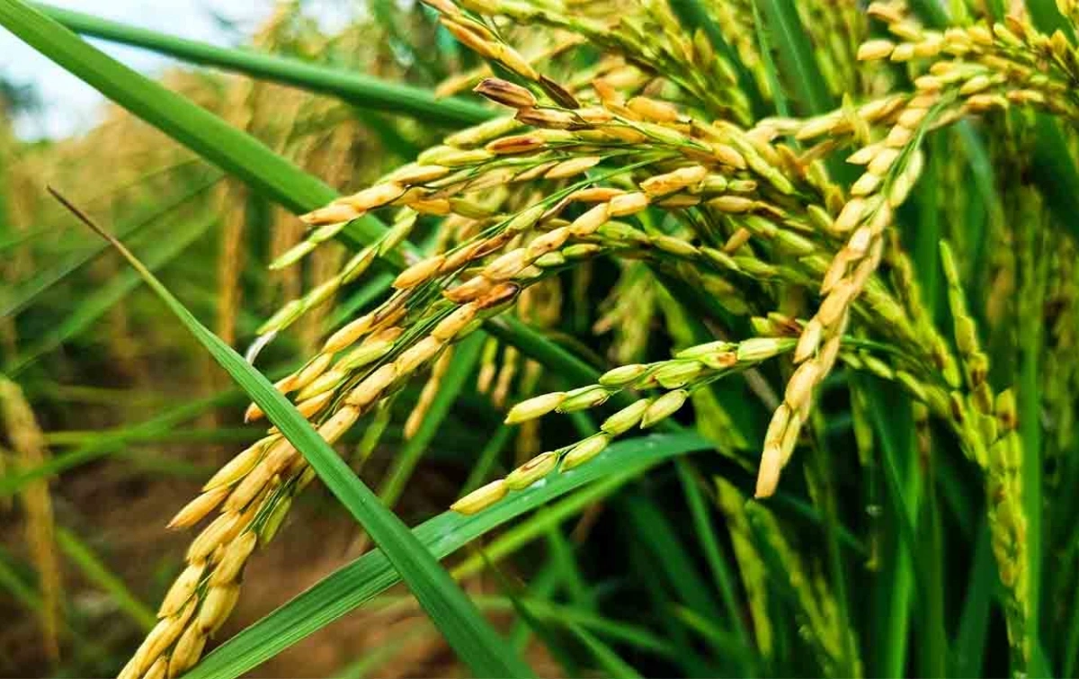 Rekor Stok Beras: Penyangga Pangan, Bukan Jaminan Harga
