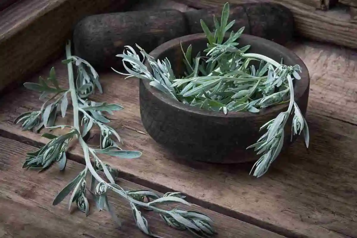 Mugwort atau Temulawak? Pilih Herbal Sesuai Kebutuhan Kulit