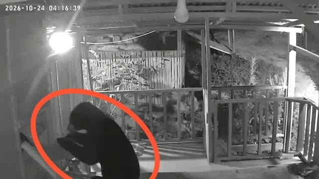 Dari Ponsel hingga Motor, CCTV Merekam Aksi Pencurian dan Terobosan Beruang