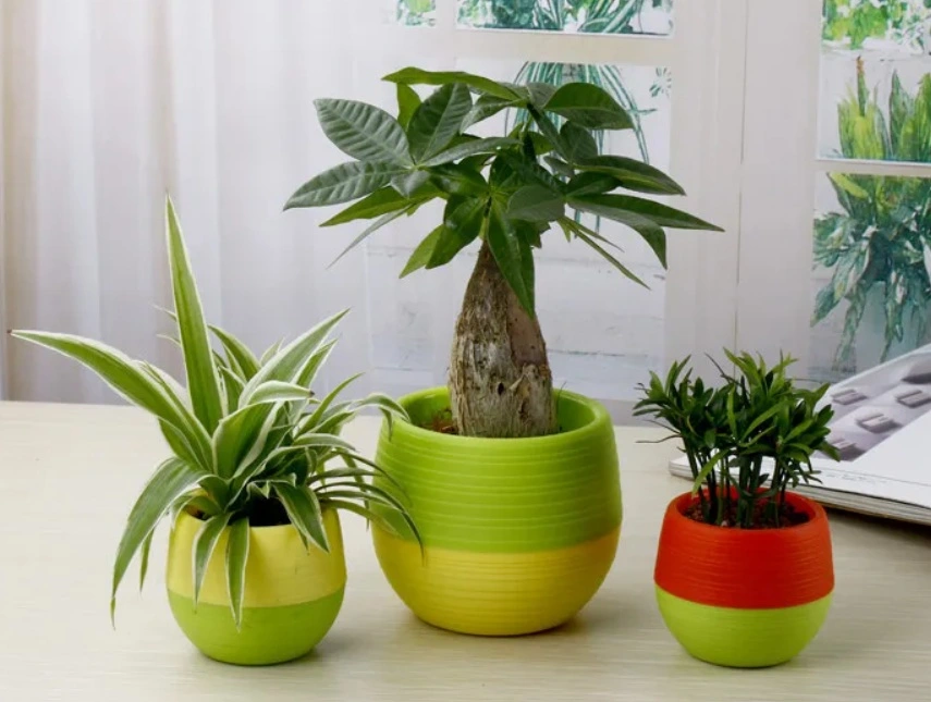Tanaman Hias Indoor Kecil untuk Ruang yang Lebih Segar dan Lega