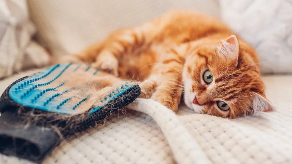 Mengapa Bulu Kucing Rontok dan Cara Menanganinya di Rumah