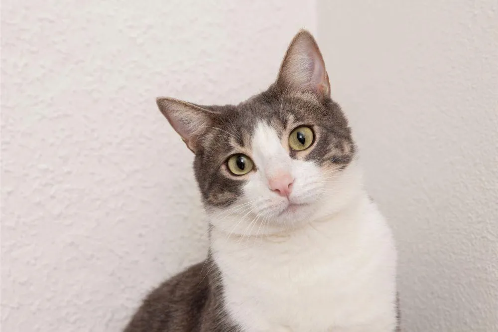 Mengapa Bulu Kucing Rontok dan Cara Menanganinya di Rumah