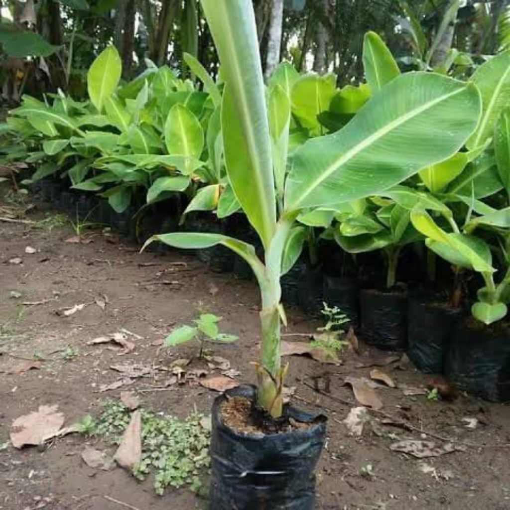 Harga Baru Turun: Ready Bibit Pohon