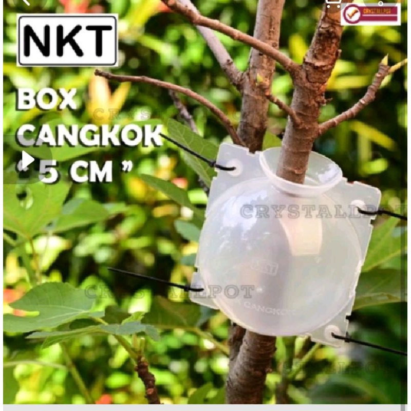 Harga Baru Turun: media cangkok pot