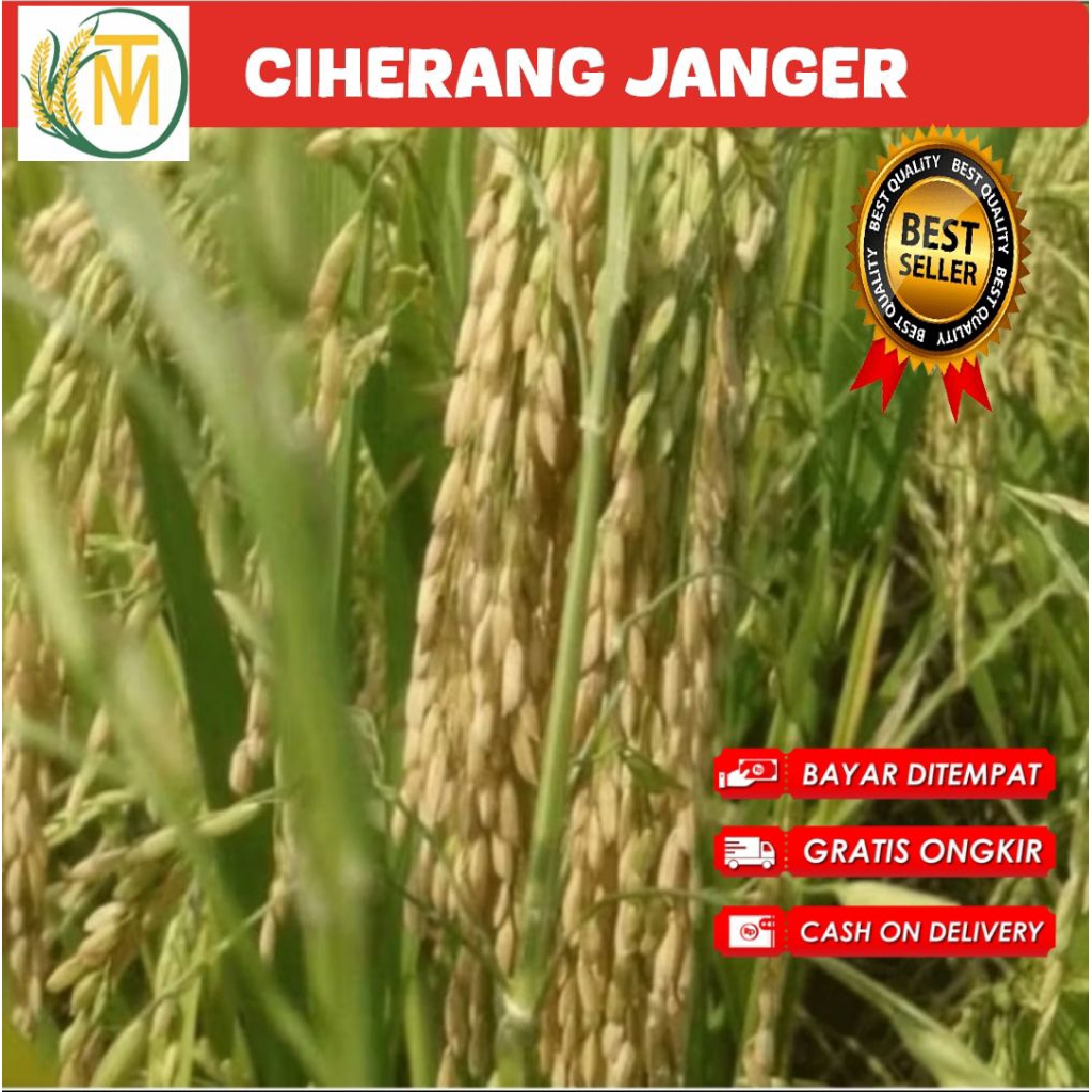 Turun 22%: benih padi Ciherang janger kualitas (5kg)
