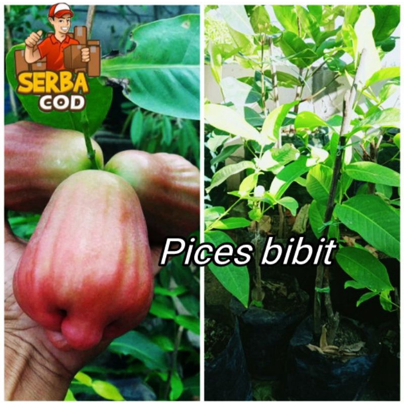 Harga Baru Turun: bibit jambu air sugar barbie (sugar barby)
