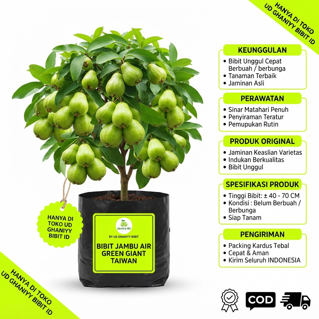 Turun 21%: Bibit Tanaman Jambu air Green