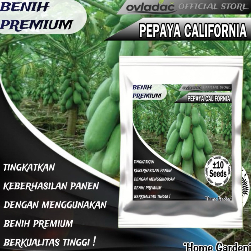 Turun 25%: BIBIT BENIH PEPAYA CALIFORNIA