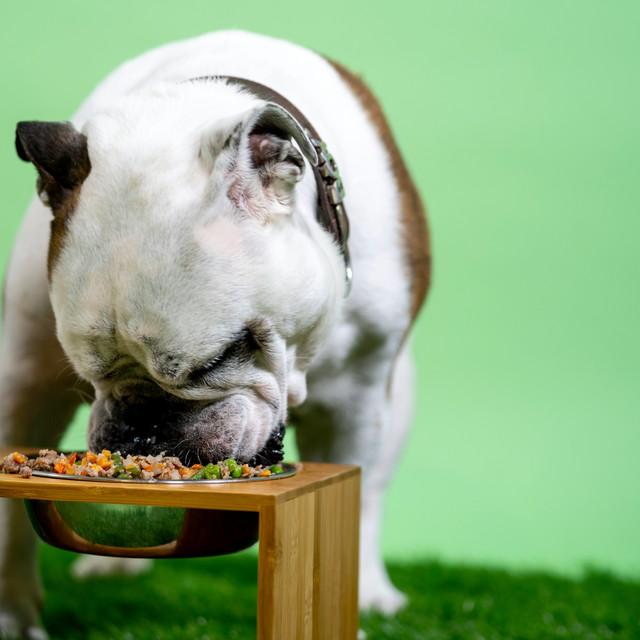 3 Alasan Mengapa Dry Food Adalah Pilihan Praktis dan Sehat untuk Anjing