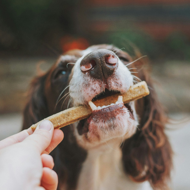 Apakah Dental Stick Bisa Menggantikan Sikat Gigi Anjing?