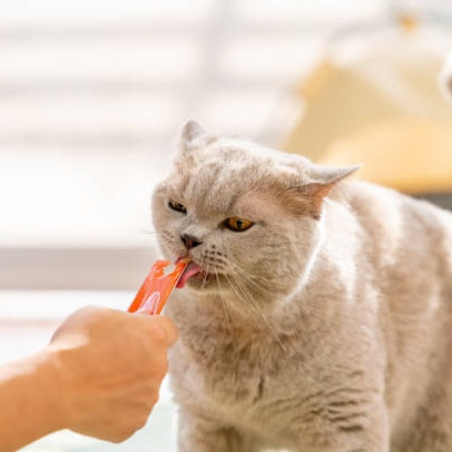 Cara Memilih Snack Kucing yang Sehat dan Aman