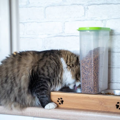 Tips Menyimpan Makanan Kucing agar Tetap Fresh