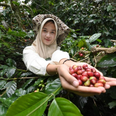 Kopi Aceh Gayo Wine, Pilihan Arabika Premium Untuk Penggemar Kopi Fruity