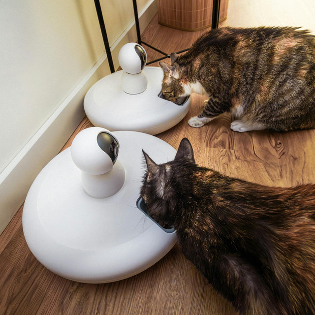 Smart Pet Feeder vs Manual: Mana yang Terbaik untuk Anabul Kamu?
