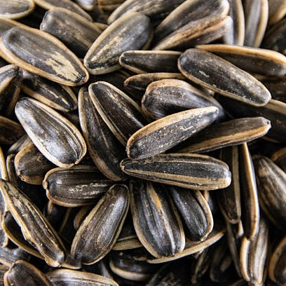 Kandungan Gizi dan Manfaat Biji Bunga Matahari