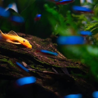 Jenis Ikan Sapu-Sapu yang Aman untuk Aquascape