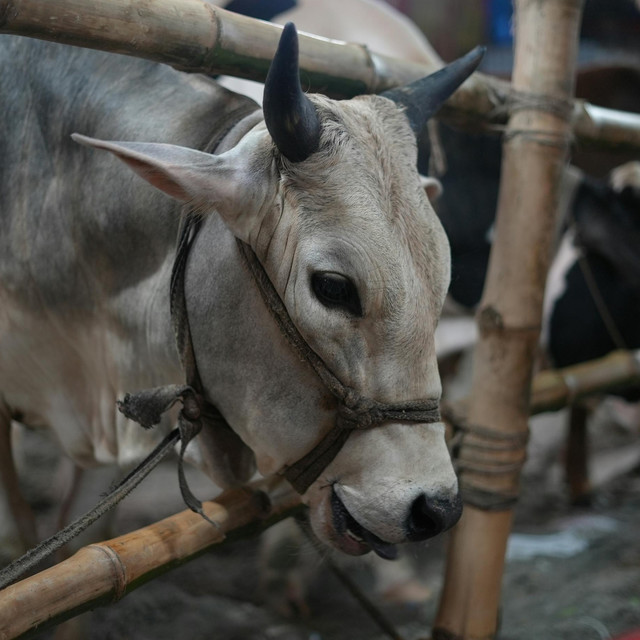 Tips Mengolah dan Menyimpan Daging Kurban Idul Adha 2026 agar Tetap Segar