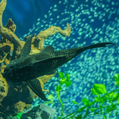 Mengenal Gizi, Bahaya, dan Aturan Konsumsi Ikan Sapu-sapu