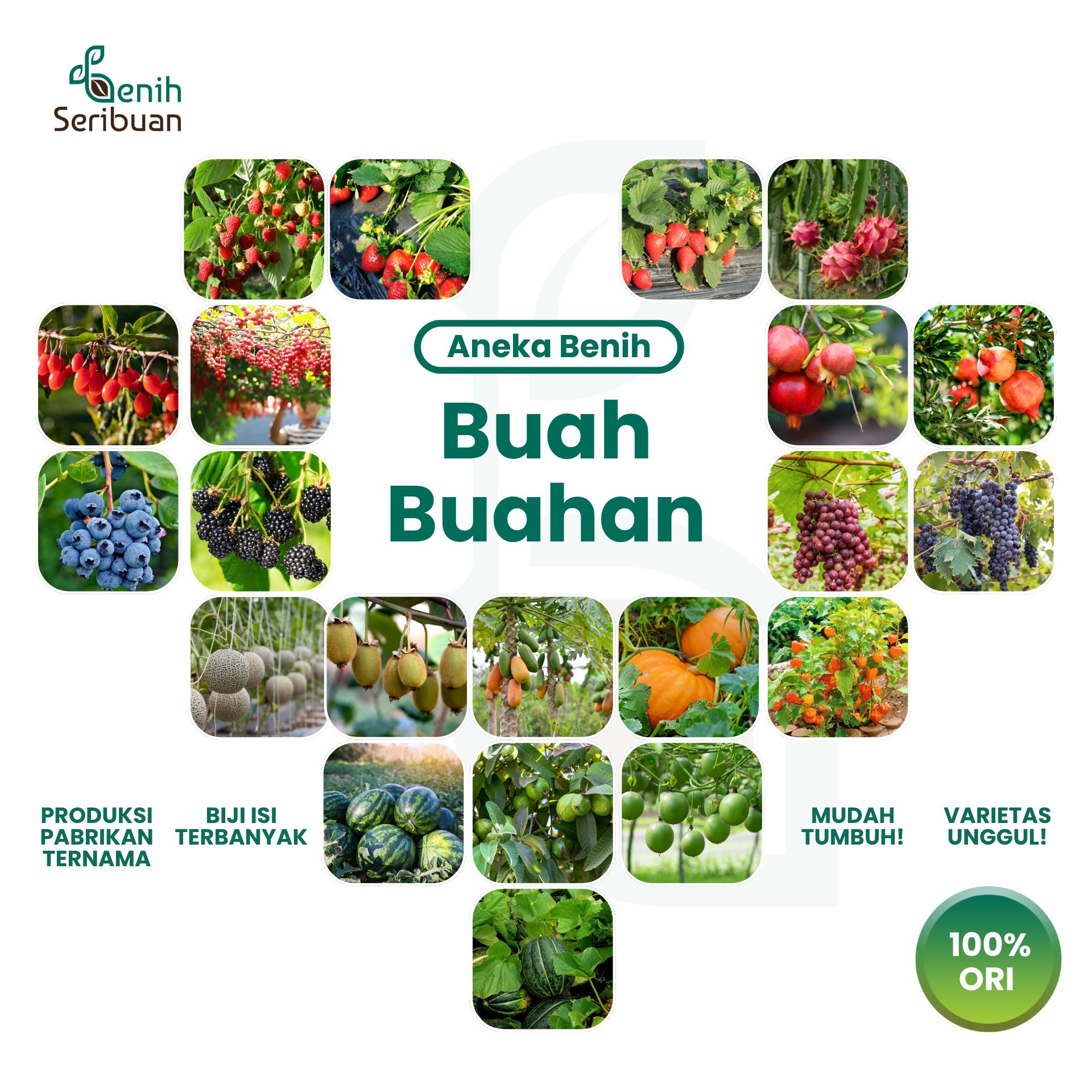 Benih Seribuan Benih Buah Buahan Hibrida Anggur, Strawberry DLL Tanaman Paket Lengkap Unggul