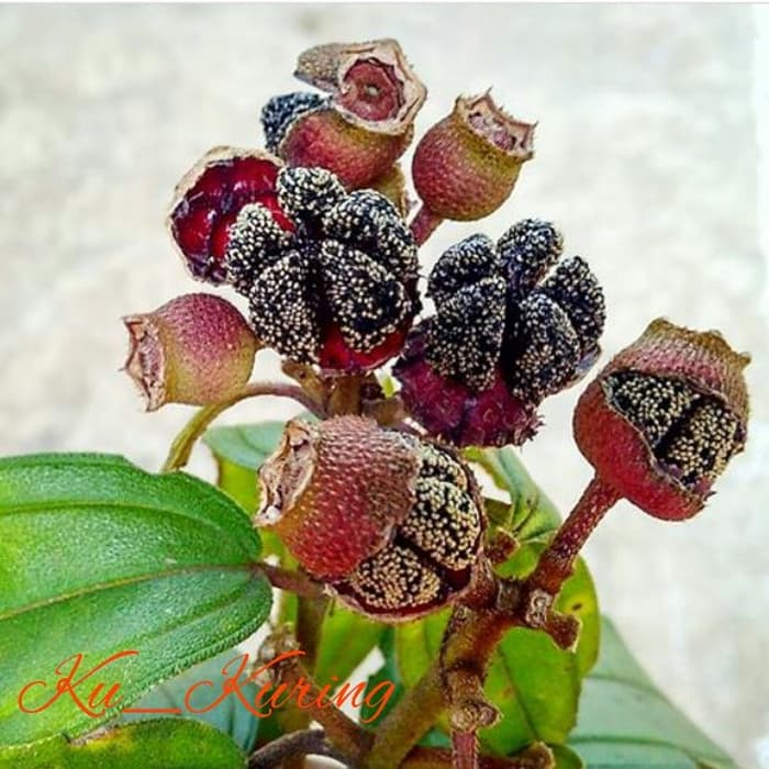 Buah Harendong | Senggani bulu | pepetian Clidemia Hirta 1kg
