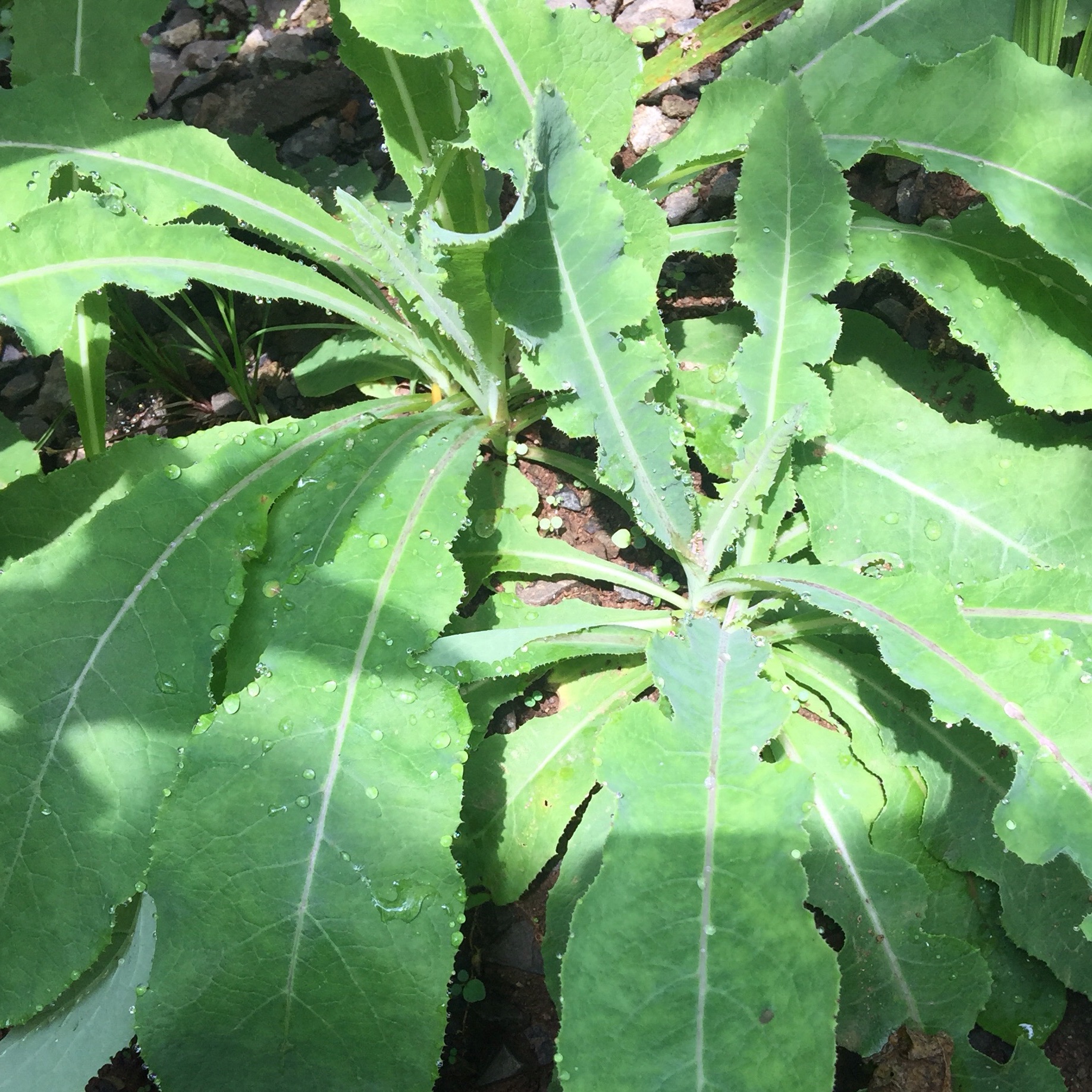 Daun tempuyung segar 1kg