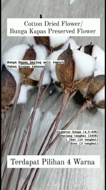 10 TANGKAI Cotton Dried Flower / Bunga Kapas Preserved flower A010 - White